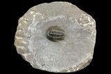Rare Proetid Trilobite (Tropidocoryphe) - Issoumour, Morocco #154295-3